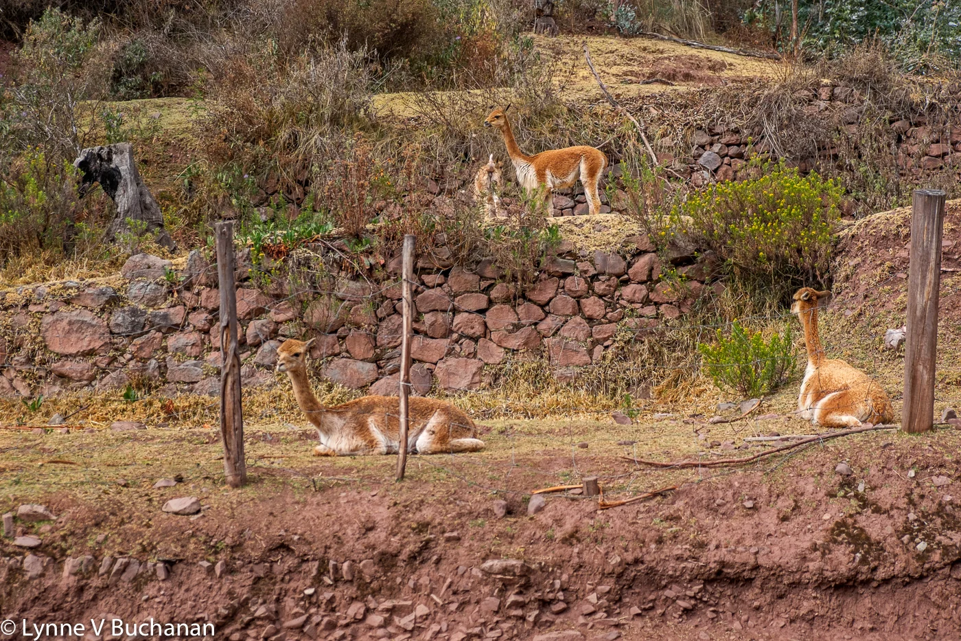 Vicunas