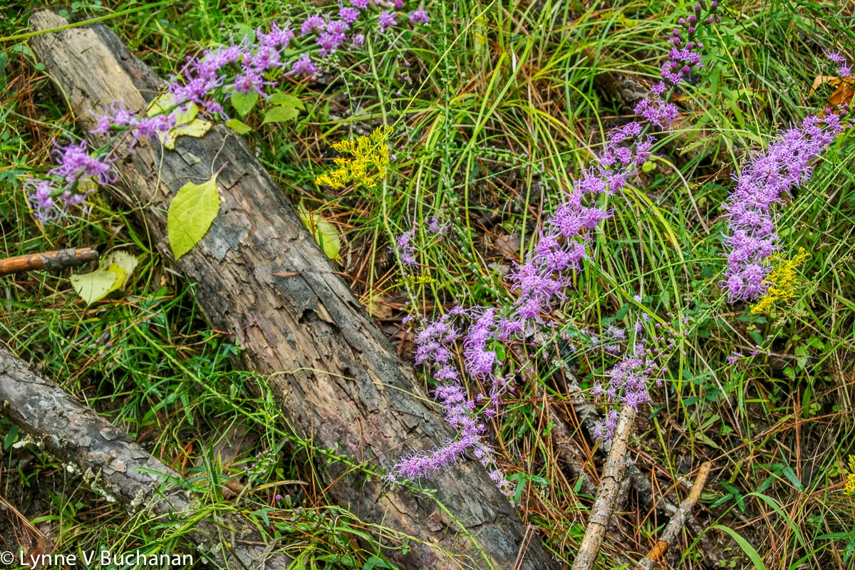 Purple Blazing Stars, Torreya State Park