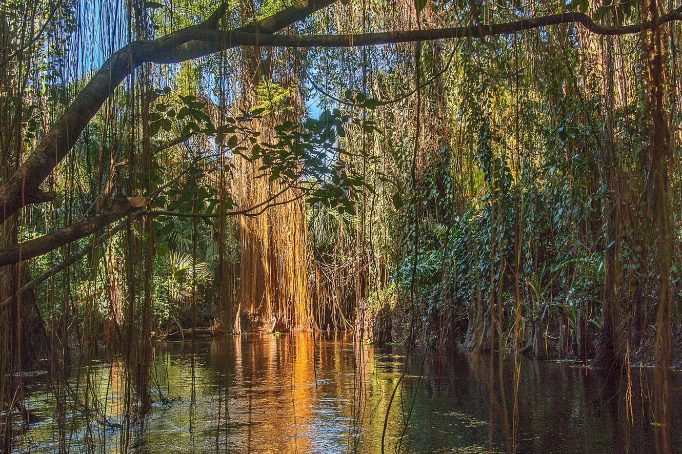 Loxahatchee Vines