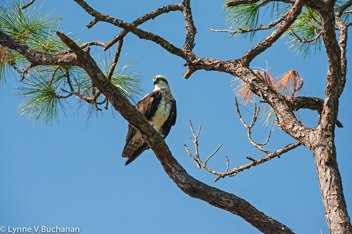 Osprey in the Pines