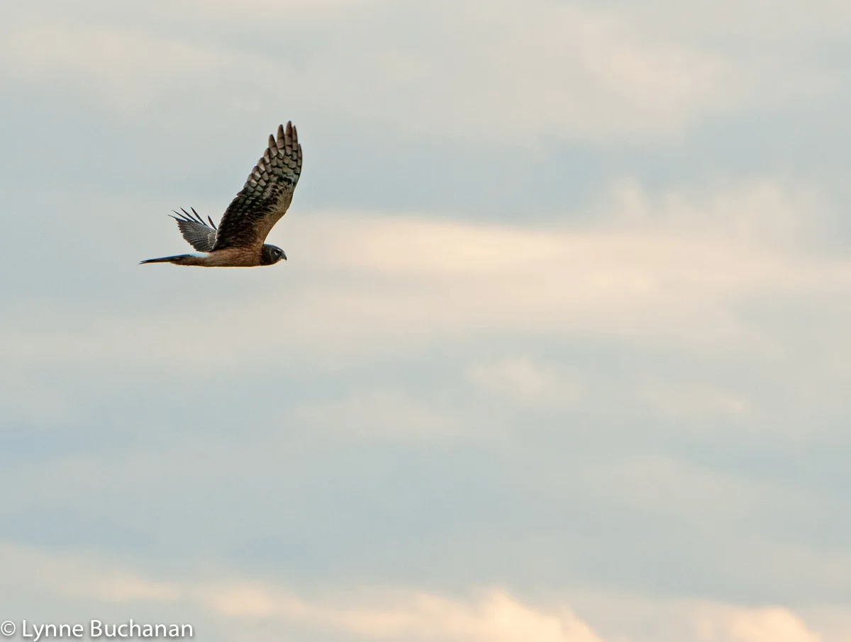 Flying Hawk