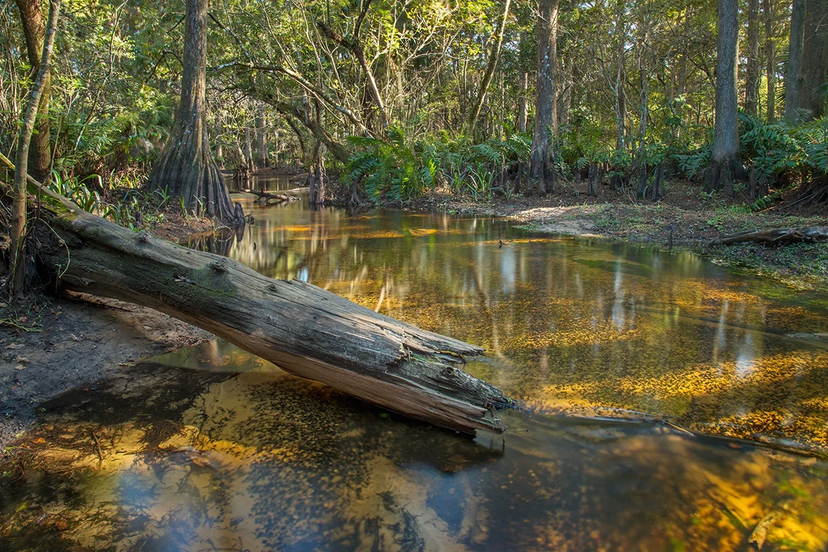 Creek off the Loxahatchee River