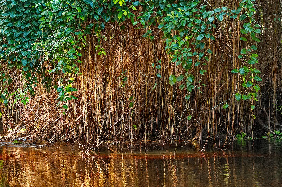 Glowing Vines, Loxahatchee River