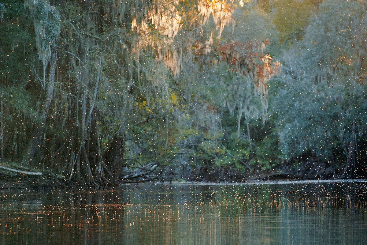 Midges Ascending, Santa Fe River