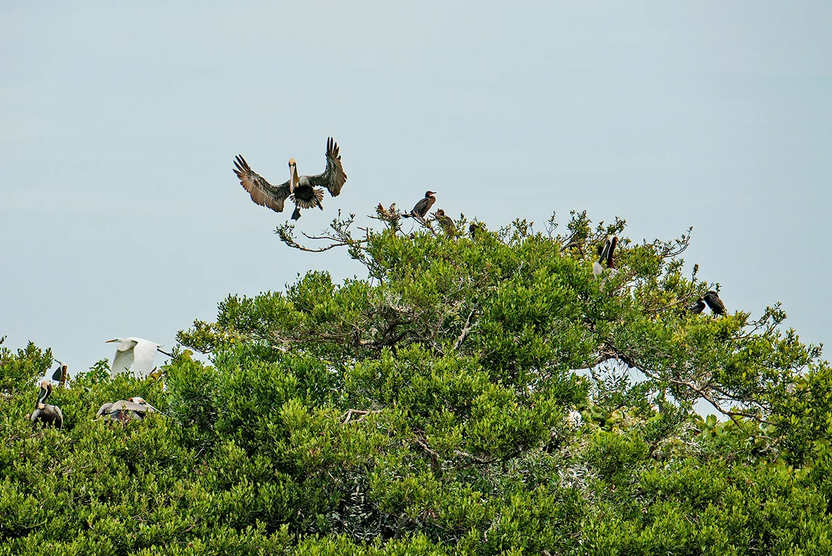 Pelican Landing, Bird Island, Indian River Lagoon