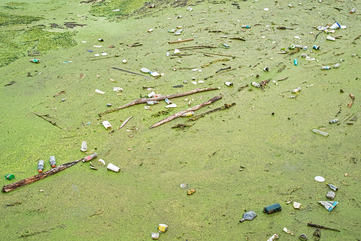 What Gets Filtered out of Gainesville at the Sweetwater Branch Restoration