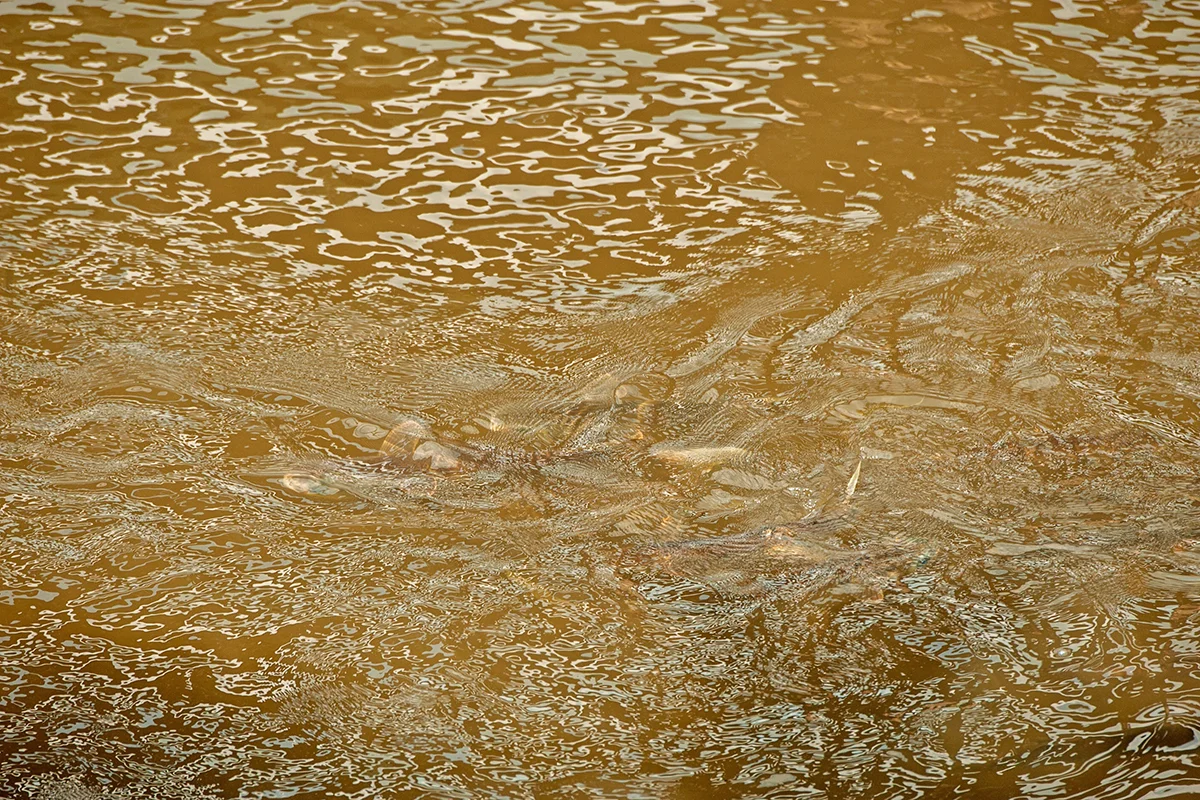 Catfish Swimming in Lake Okeechobee Discharge