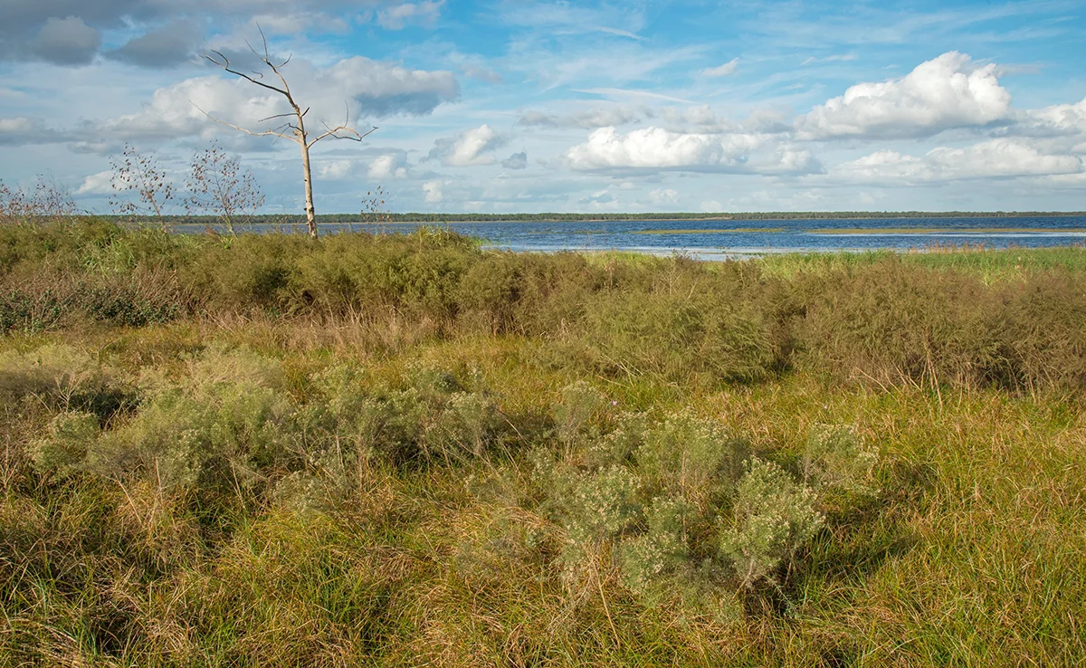 The Banks of Kissimmee Lake