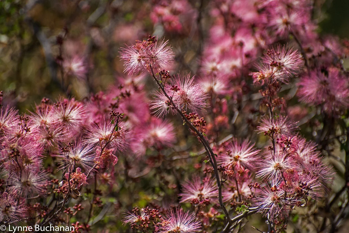 Fairy Duster Clump