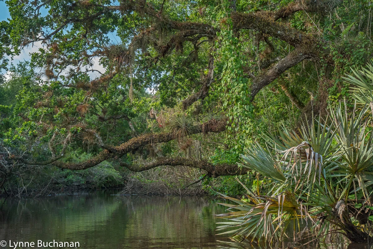 The St. Sebastian River — Lynne Buchanan Photography