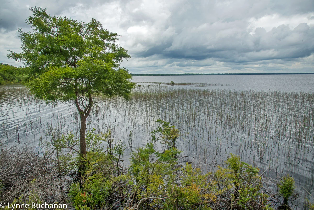 Lake Waccamaw Shoreline