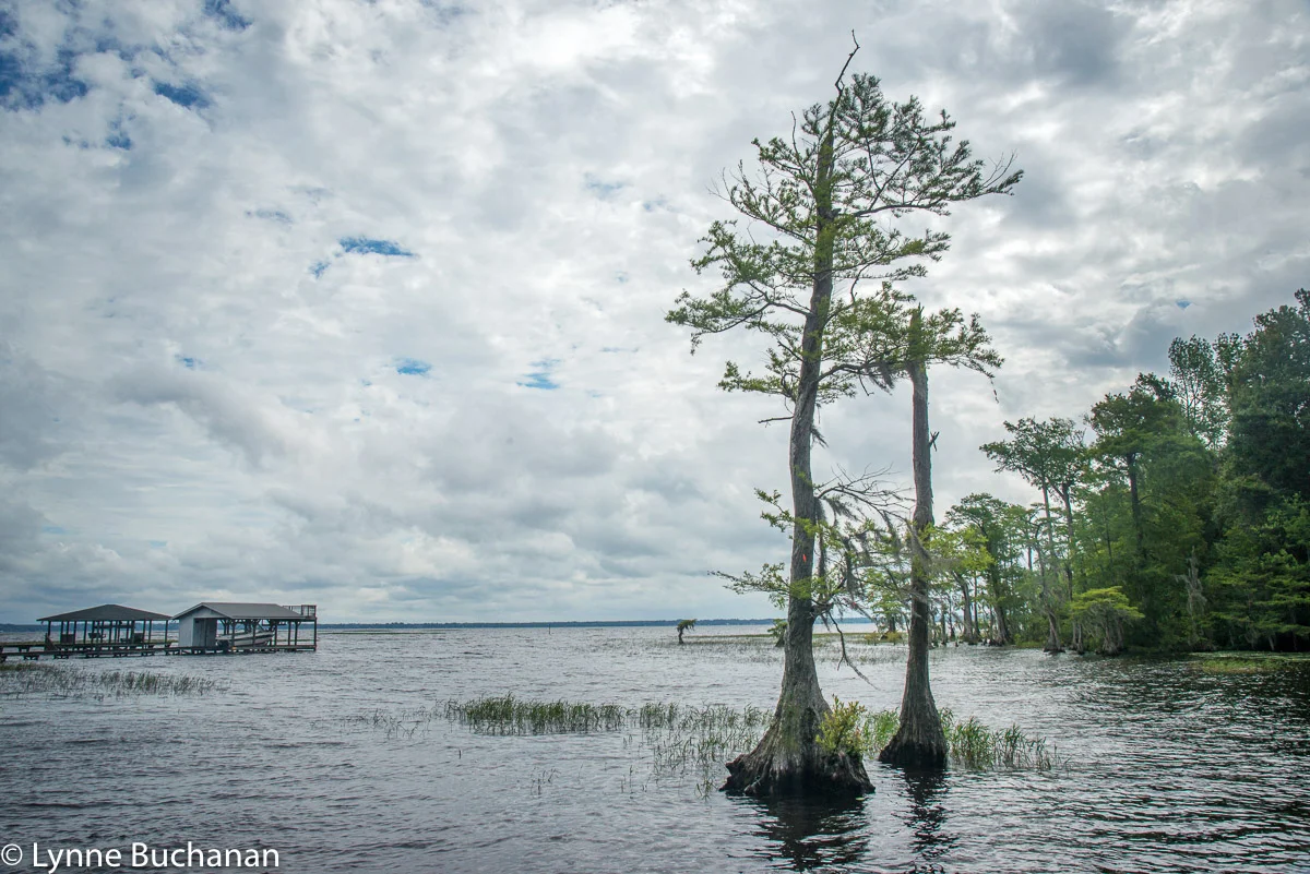 Lake Waccamaw and the Green Swamp — Lynne Buchanan Photography