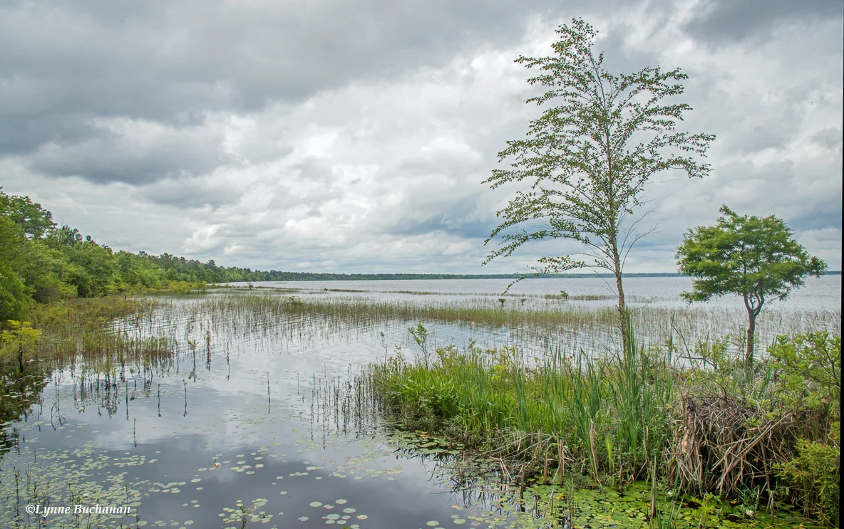 Lake Waccamaw and the Green Swamp — Lynne Buchanan Photography