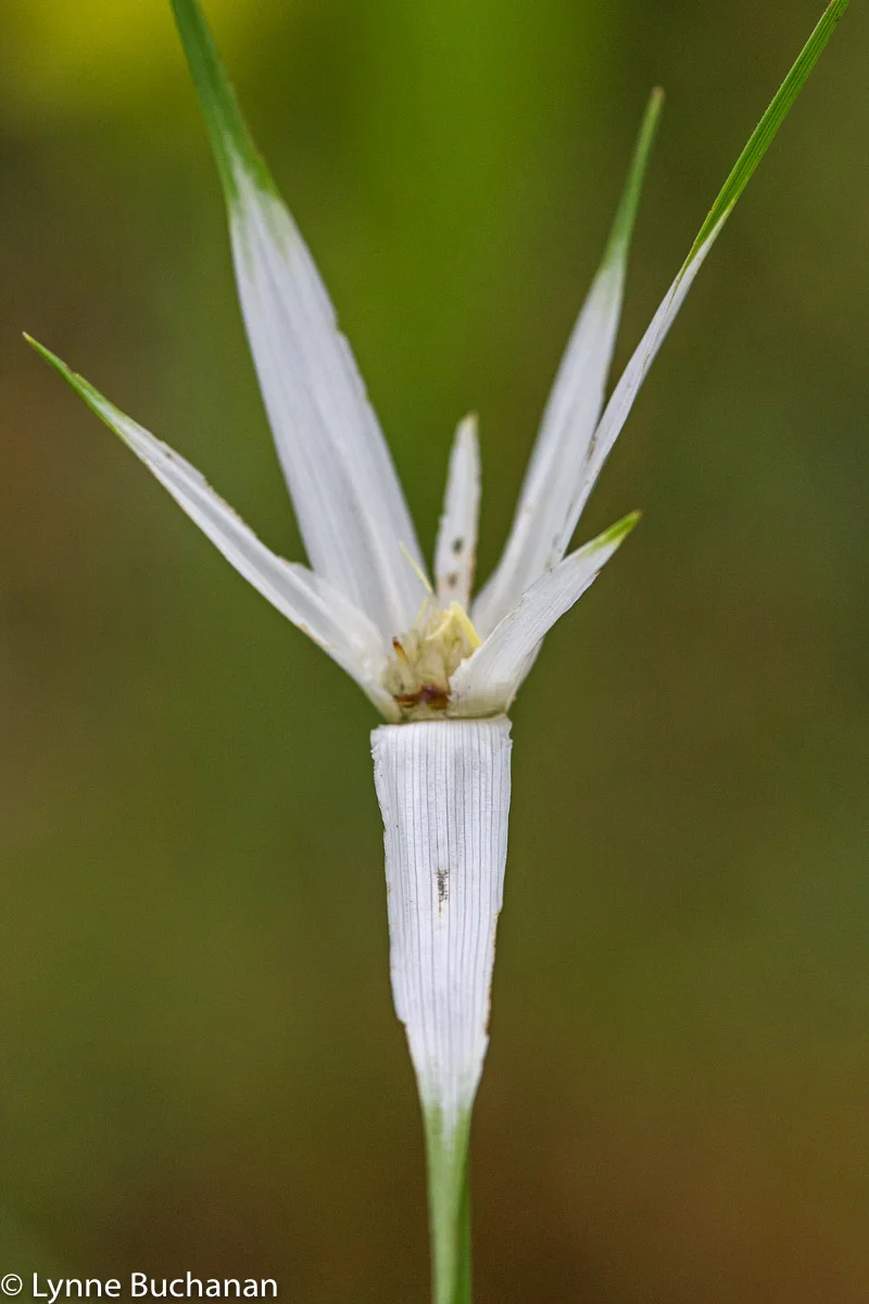 Star Rush Sedge