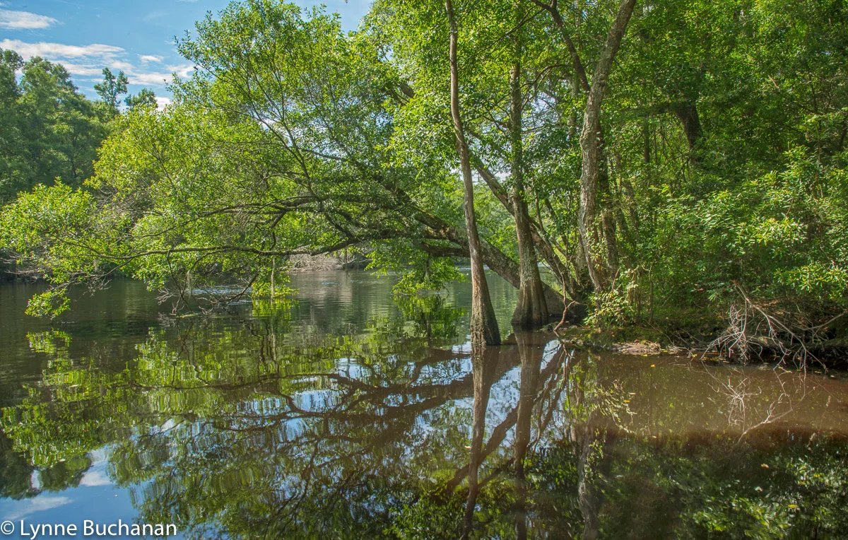 The Lumber River and Basin — Lynne Buchanan Photography
