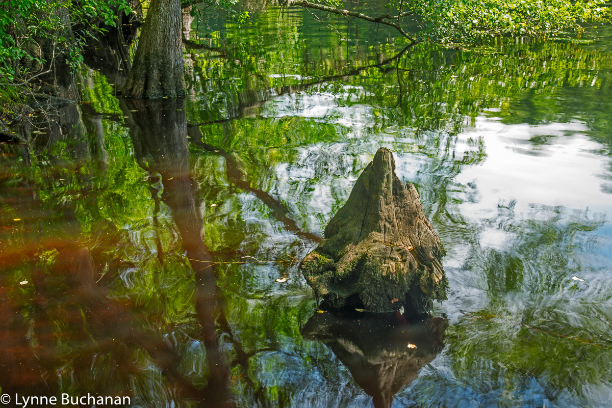 The Lumber River and Basin — Lynne Buchanan Photography