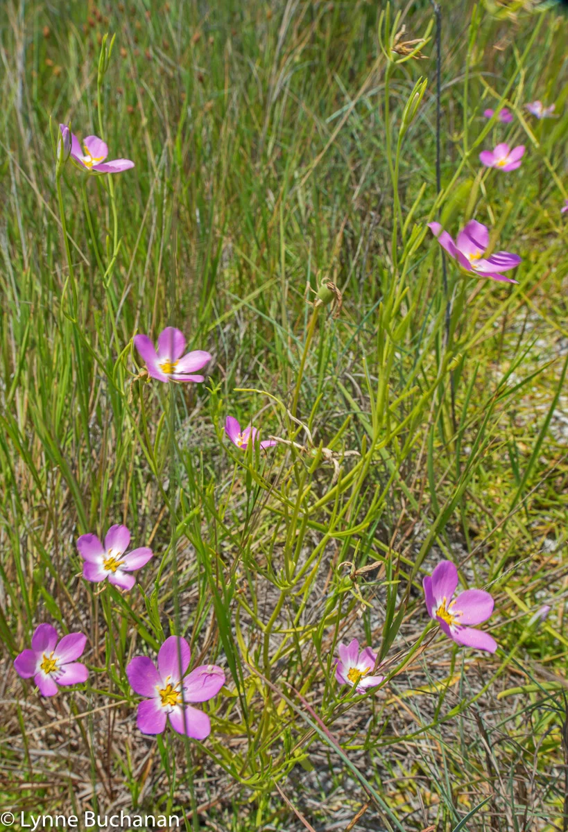 False Foxglove, Pensacola Beach Dunes