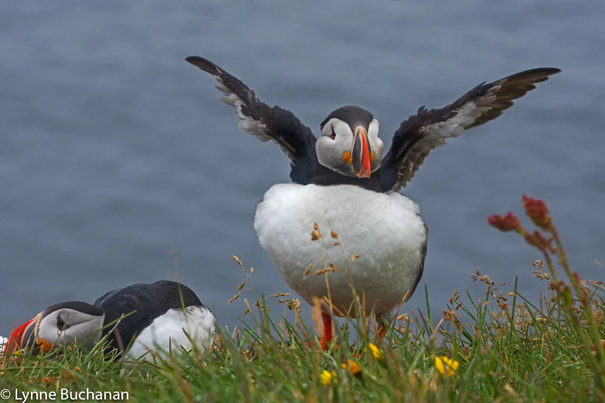 Incoming Puffin