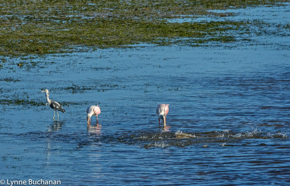 Spoonbills, Tricolored Heron, and Jumping Fish, Clam Pass