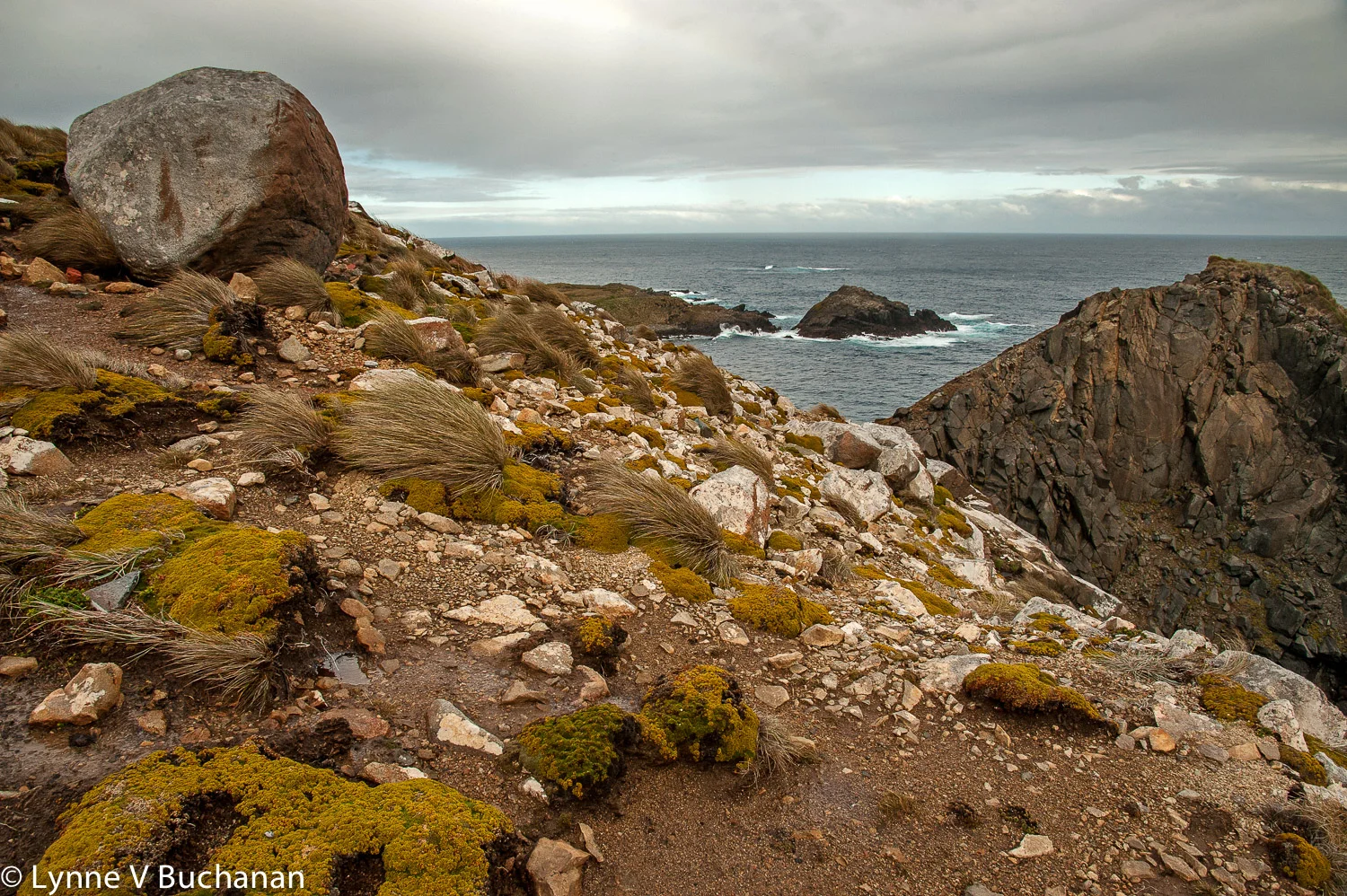 Cape Horn Rocky Coastline with Vegetation