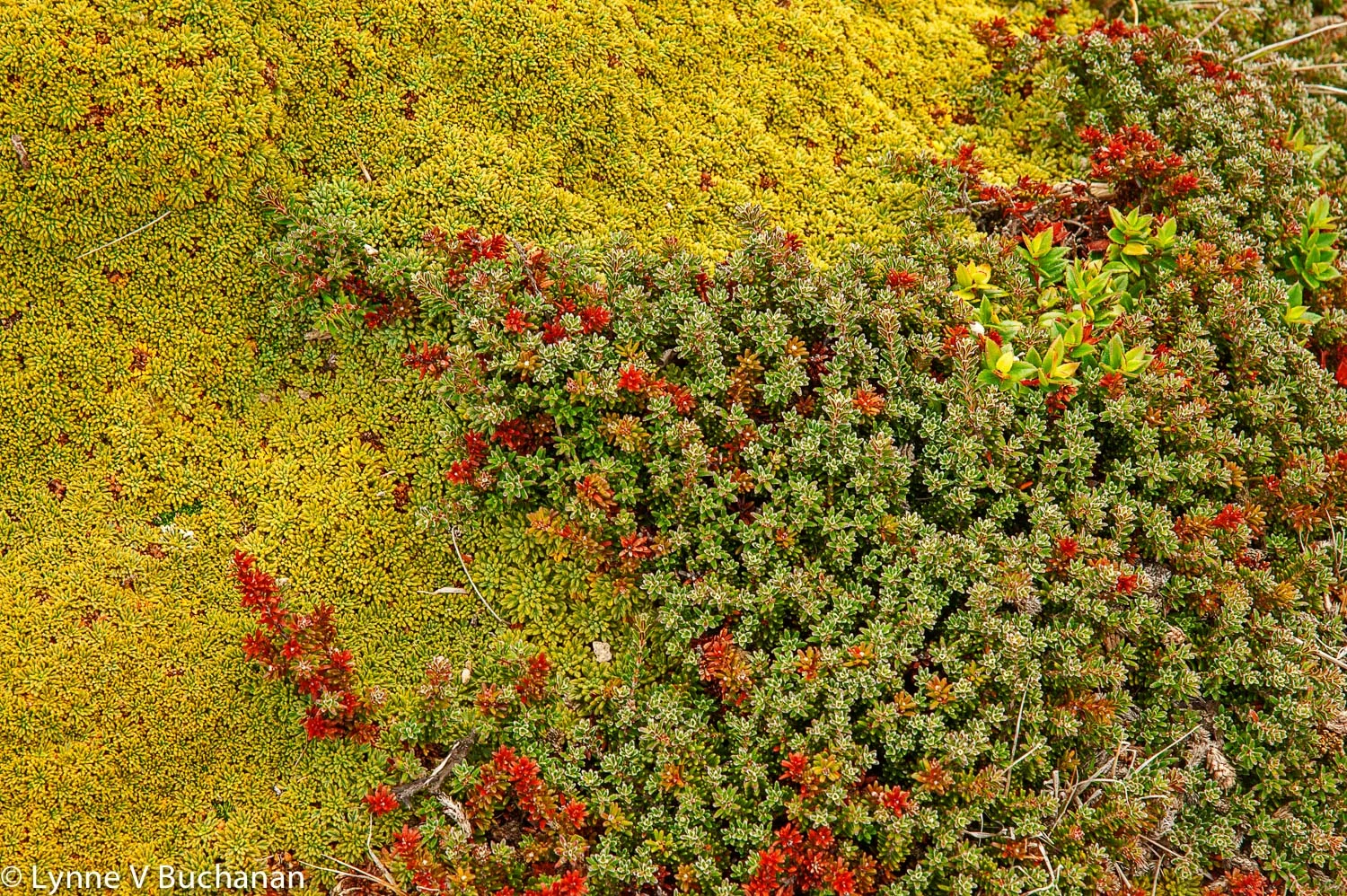Cape Horn Bryophytes