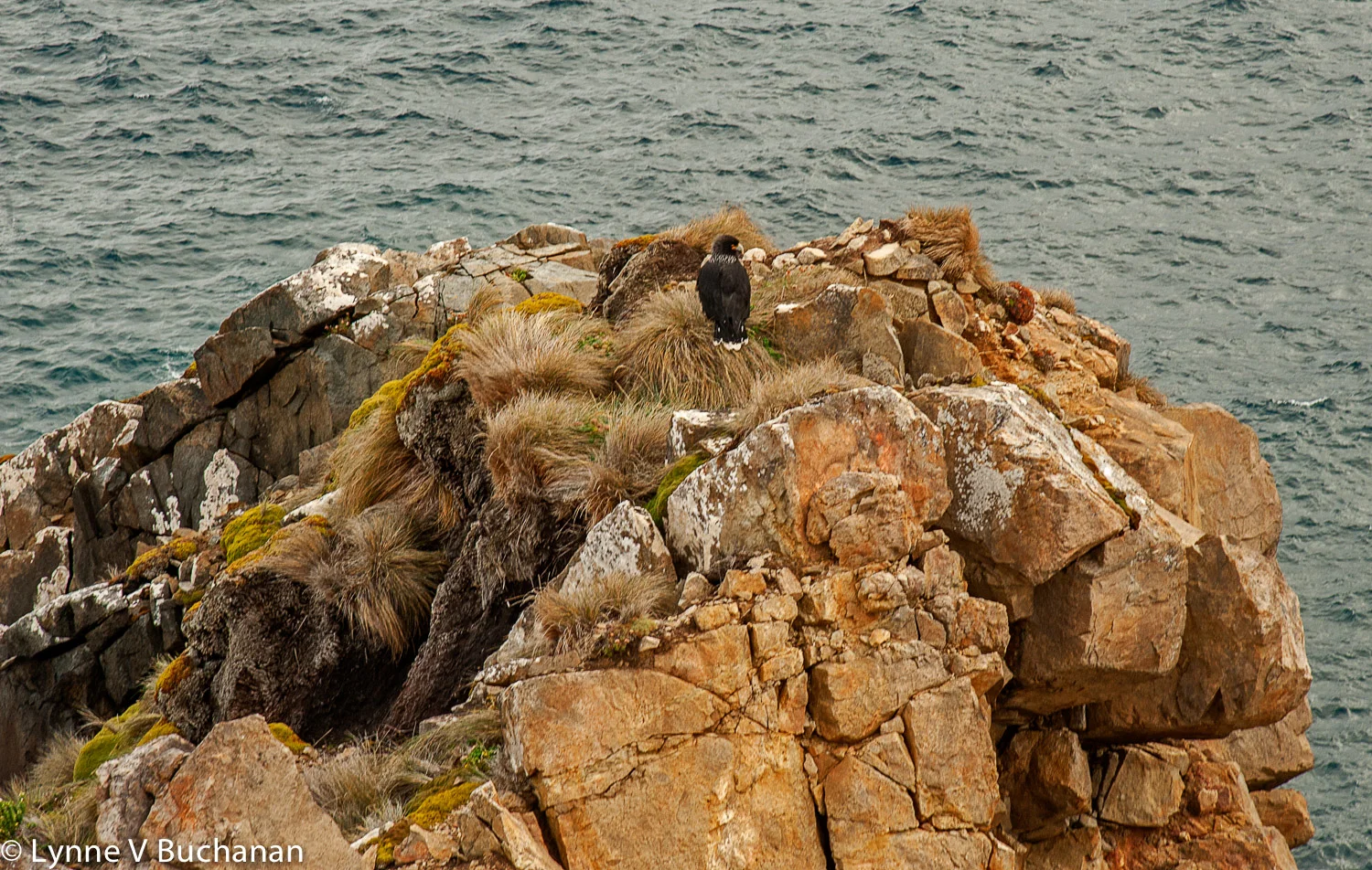 Caracara Acting as a Sentinel 