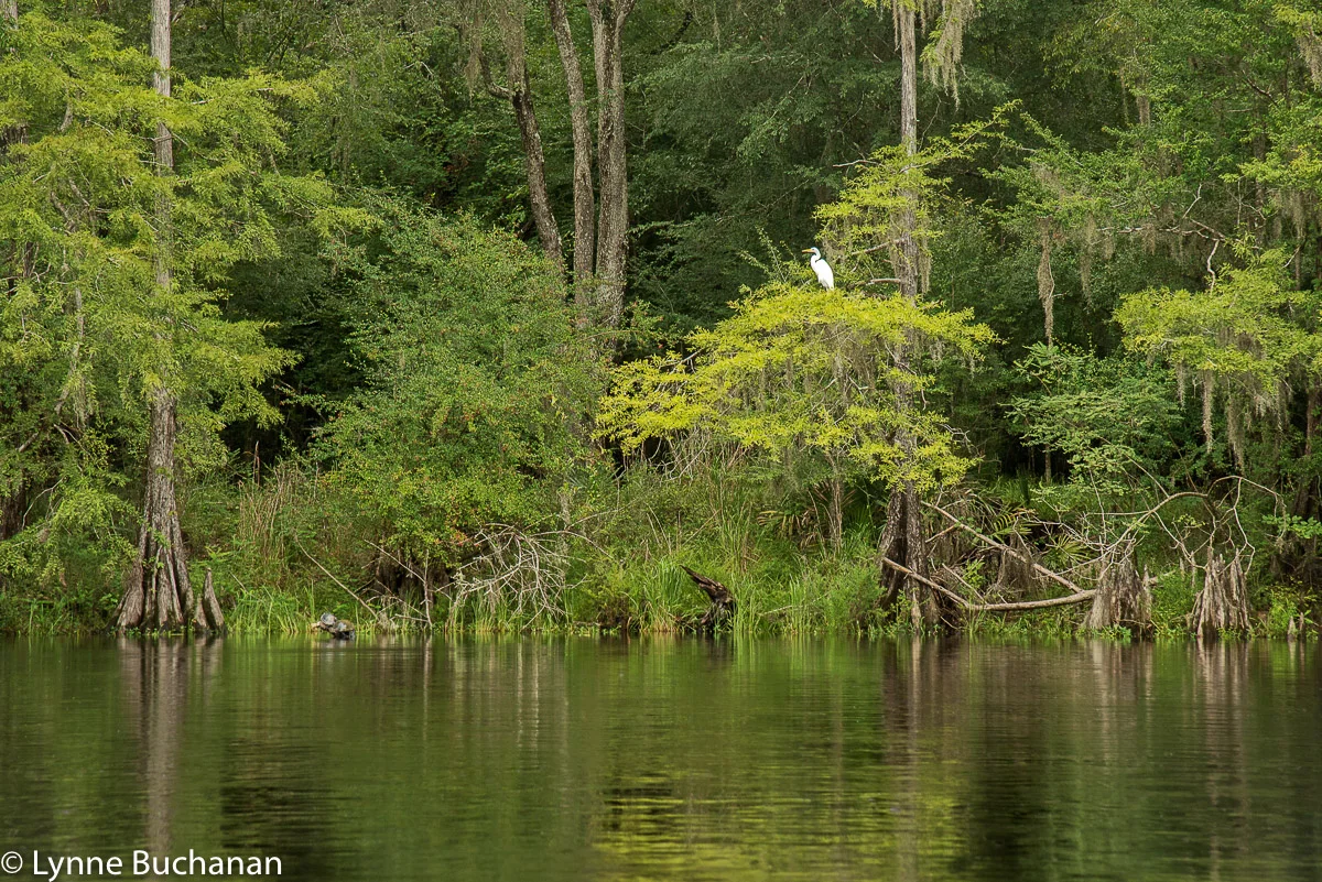 White Egret and Turtle on the Banks of the Santa Fe