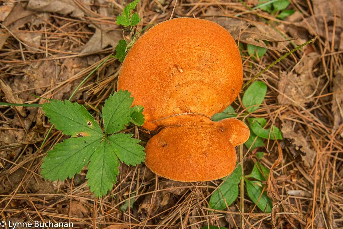 Conjoined Mushrooms