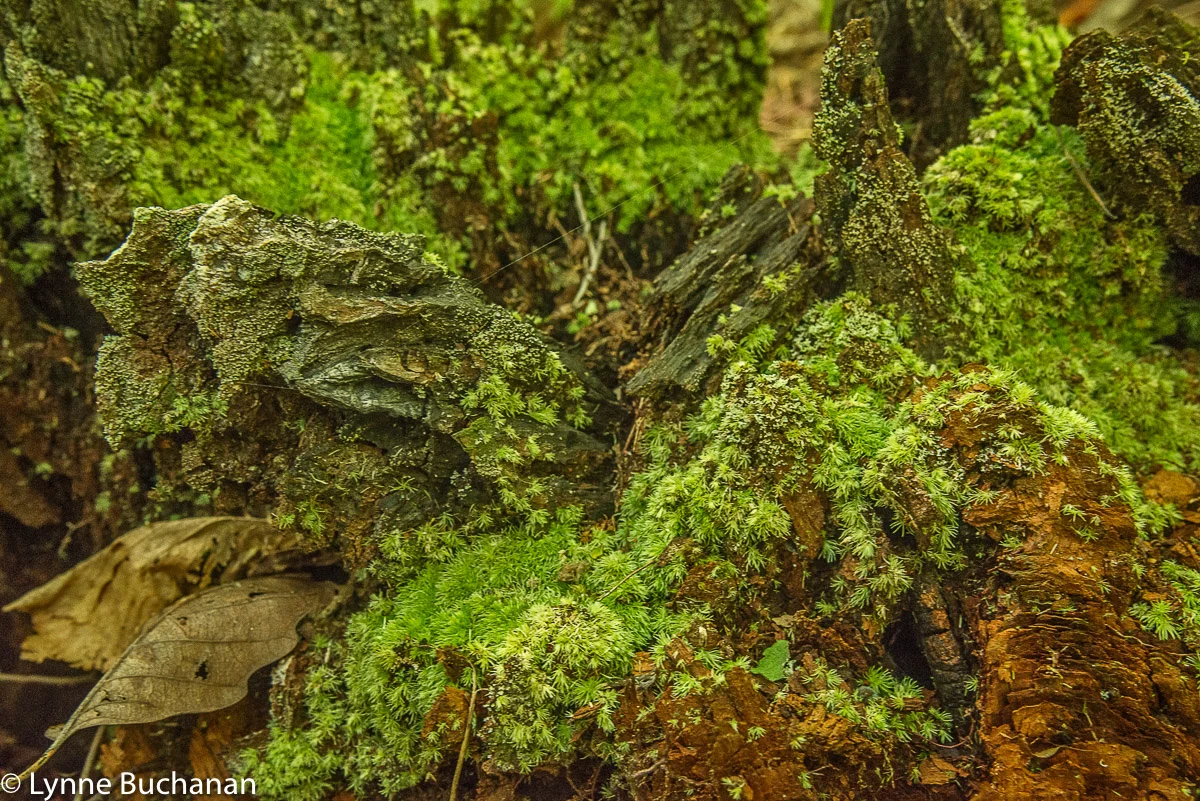 Holmes Forest, Biodiversity on a Tree Stump