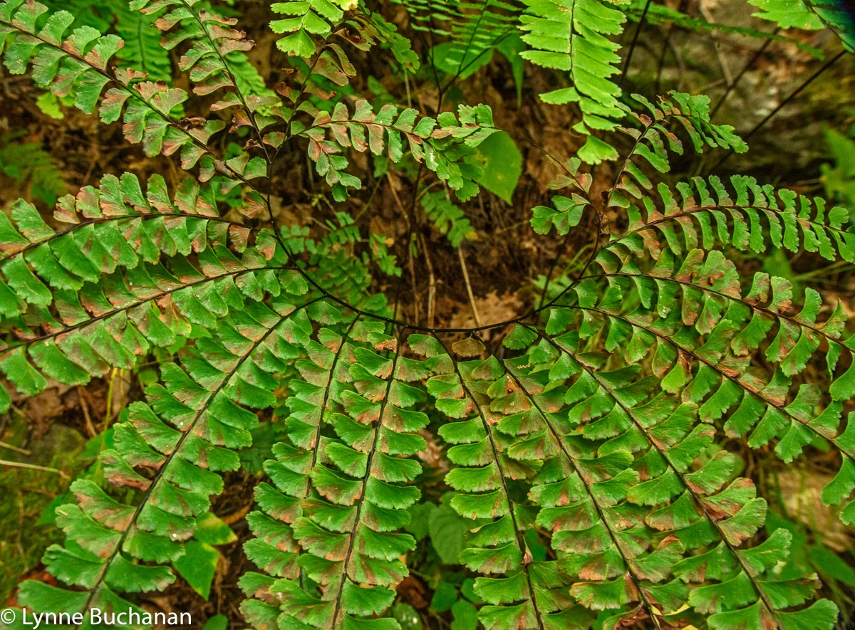 Northern Maidenhair Ferns