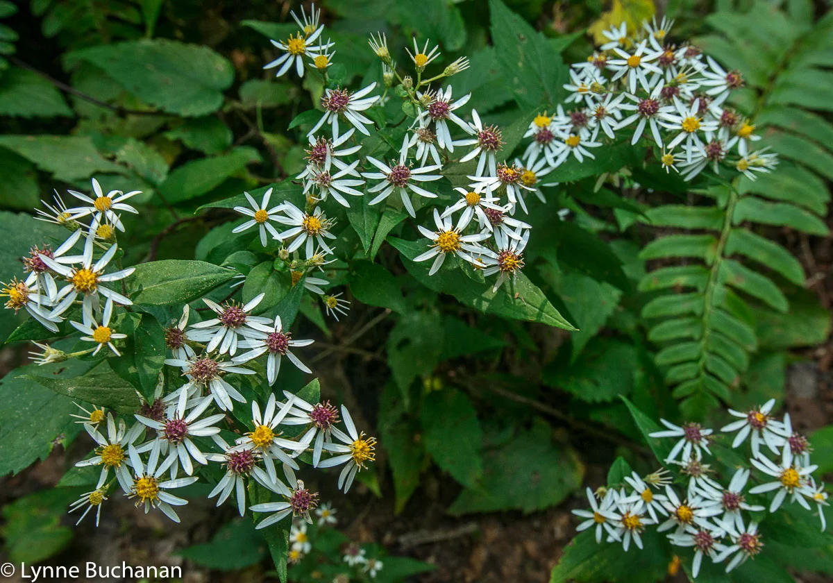 Asters