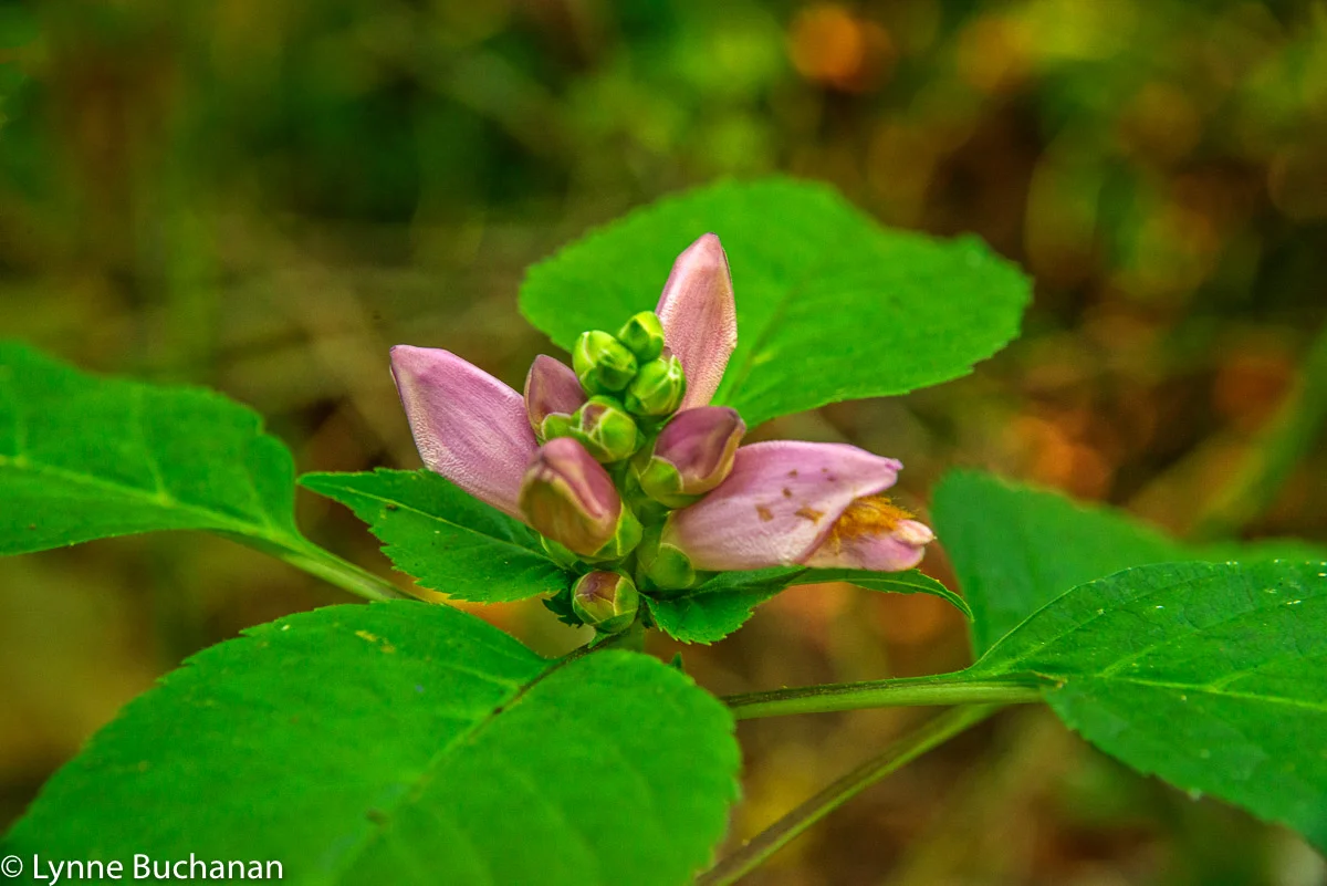 Pink Buds