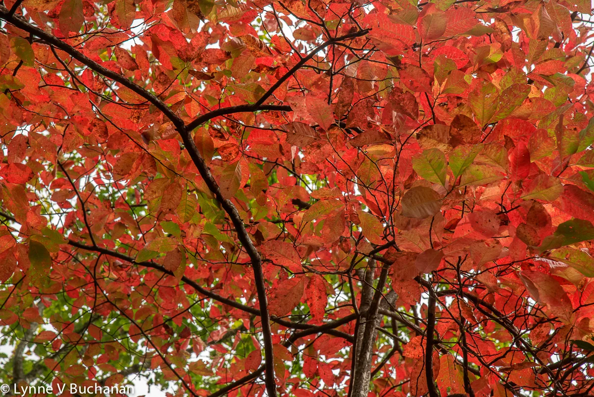 Red Canopy