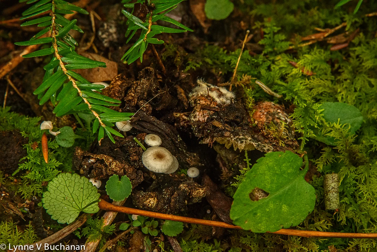 Fungi at the Base of a White Pine