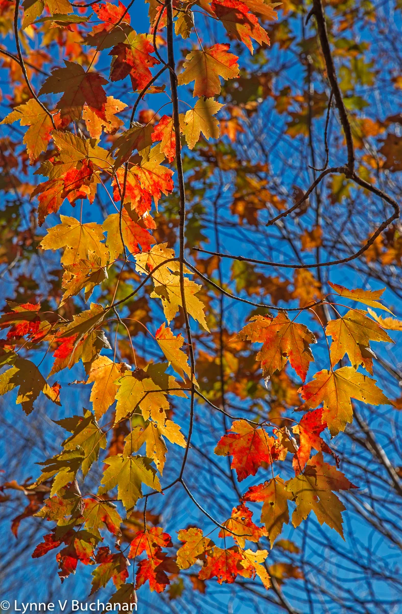 Leaves Dancing in the Breeze Before they Fall