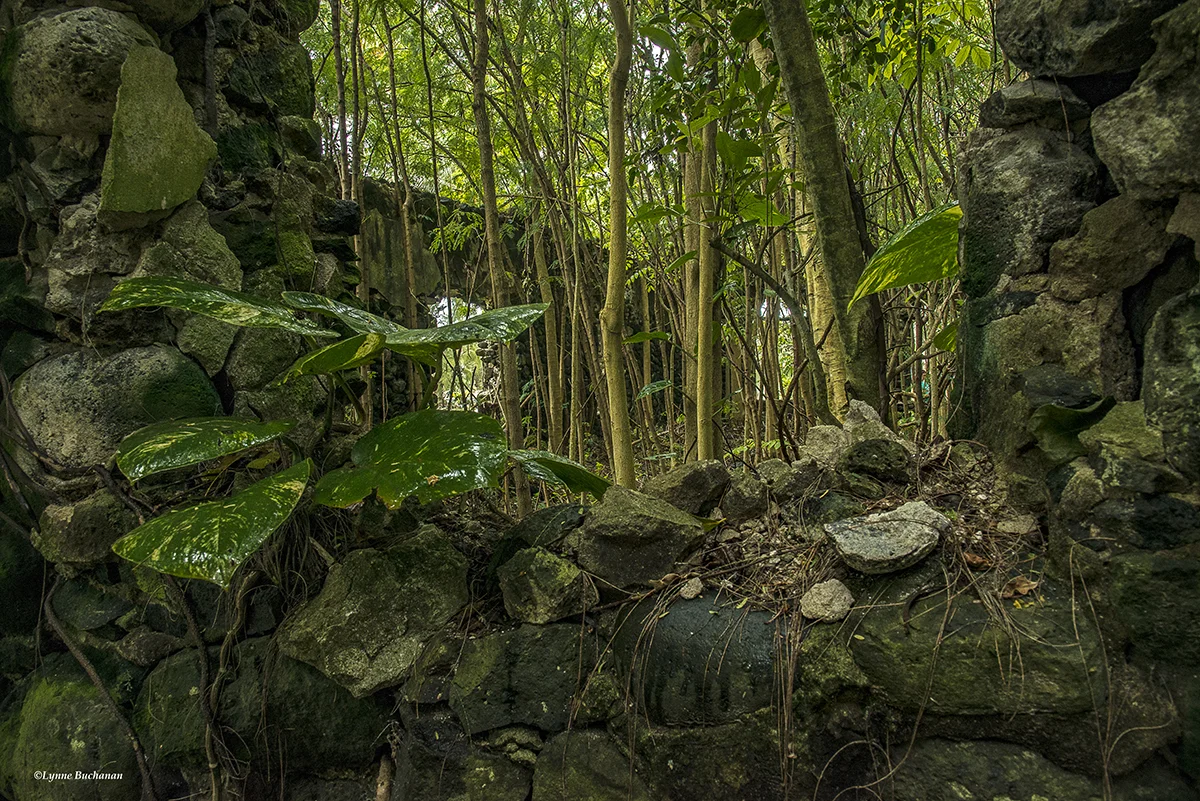 Molokai, East End Ruins with a Forest Inside