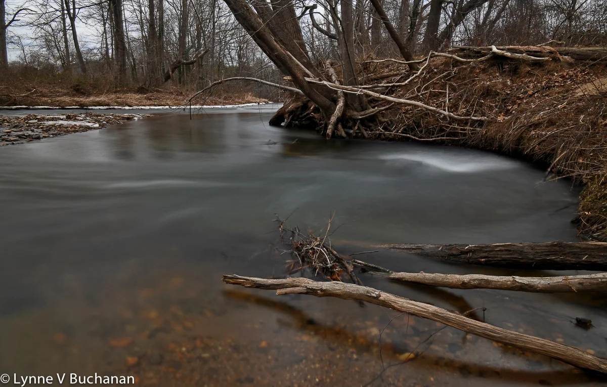Suwannanoa River with Fallen Branches