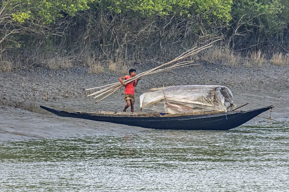 Illegal Poaching of Mangrove Wood