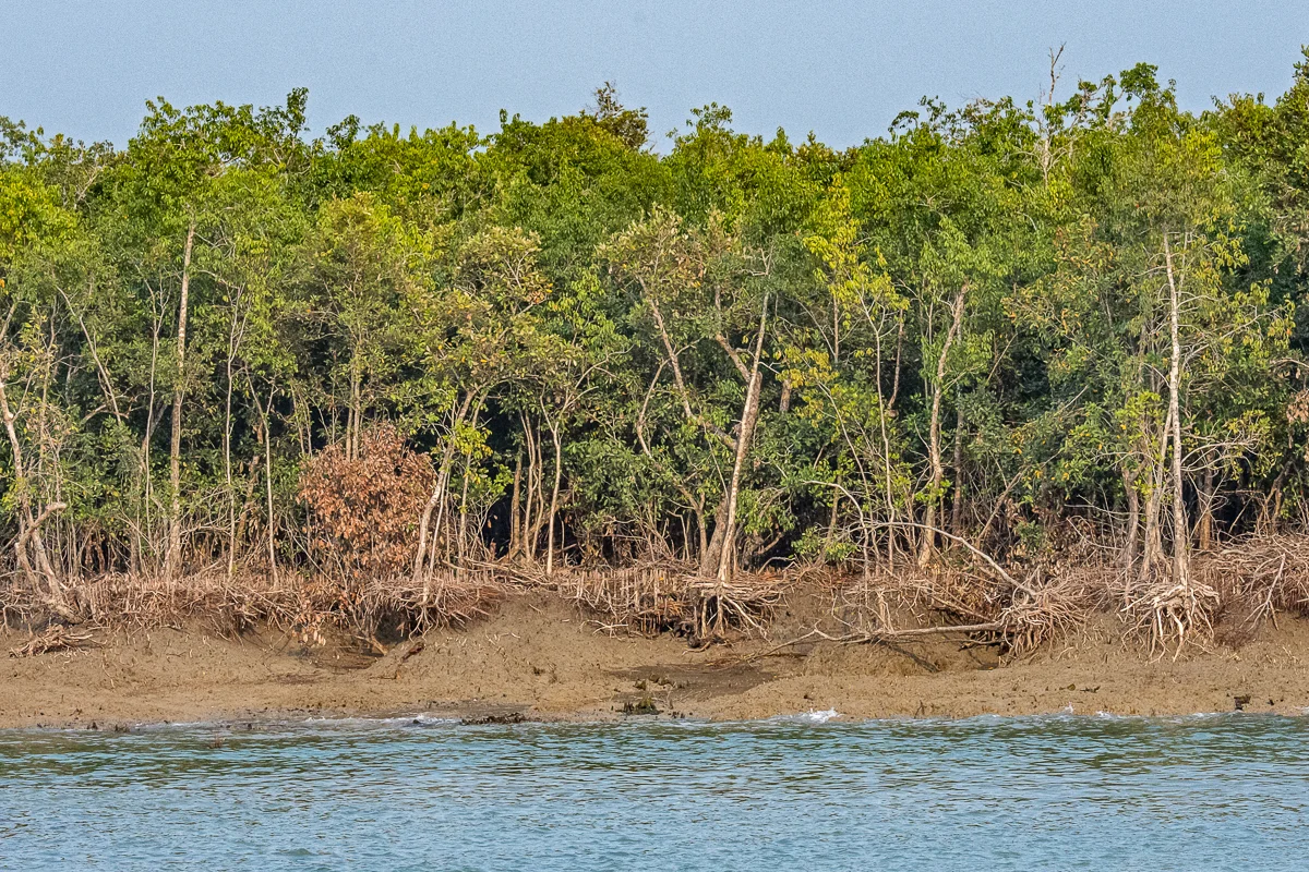 A Line of Dead Trees from Sea Level Rise, the Sundarbans