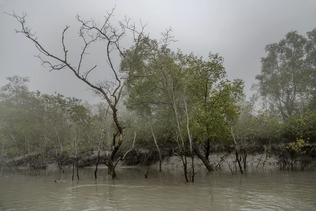 Dead Trees and Encroaching Water from Sea Level Rise, the Sundarbans