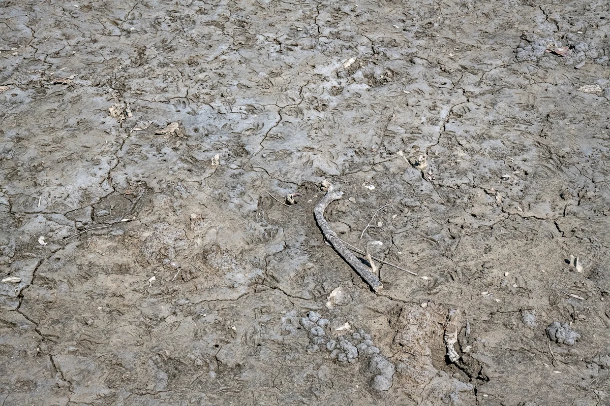 Parched and Cracked Earth in the Sundarbans
