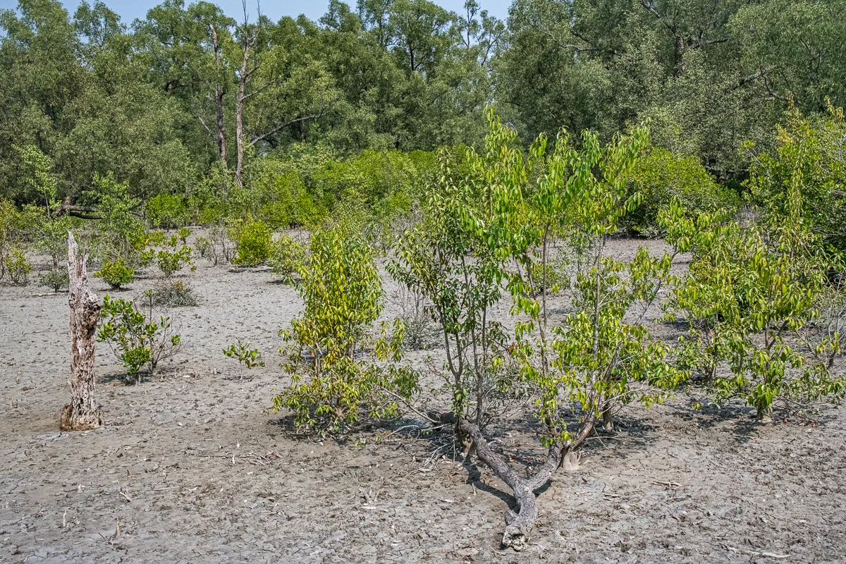 Dying Trees and Parched Earth, The Unesco World Heritage Site in the Sundarbans