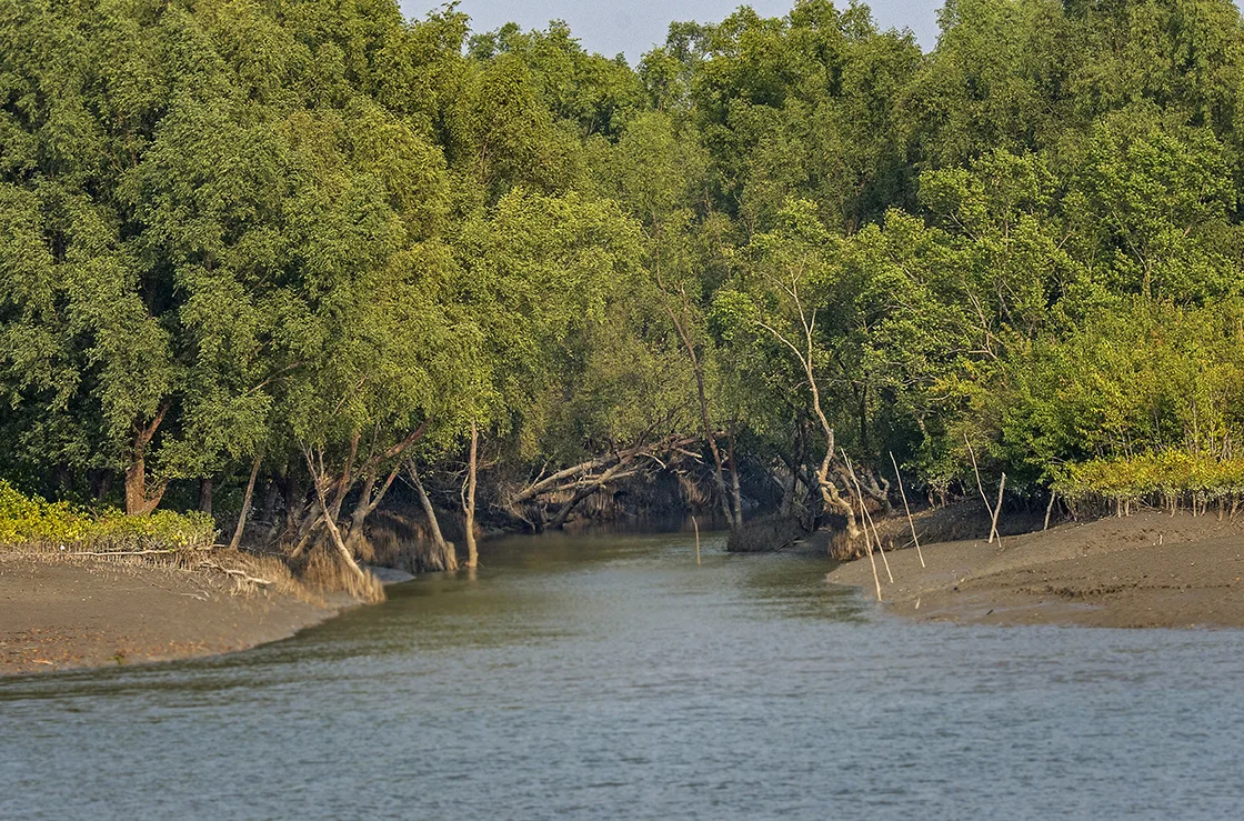 Mangrove Tunnel, the Sundarbans