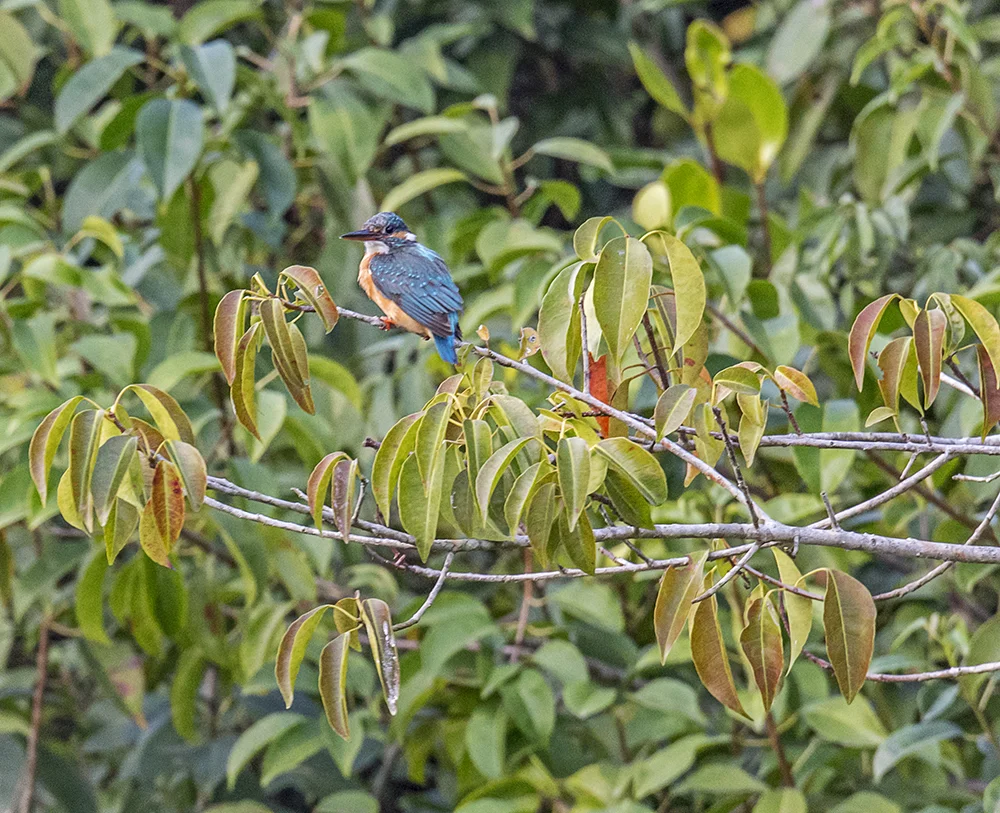 Sundarbans Rufus Orange Tree Kingfisher6932.jpg