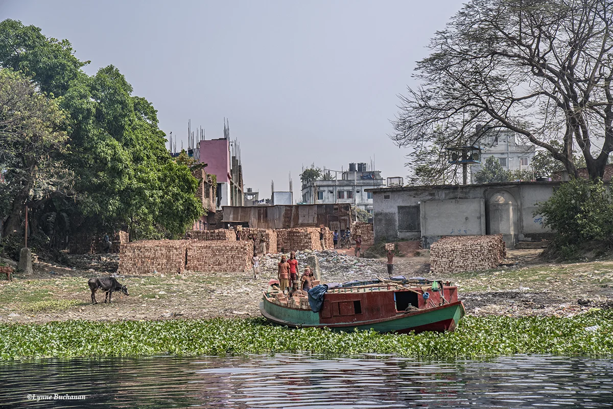 Brick Industry and Cow on the Buriganga River