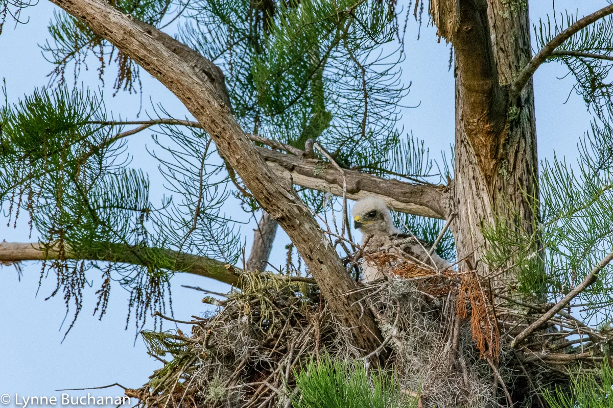 Fledgling Hawk