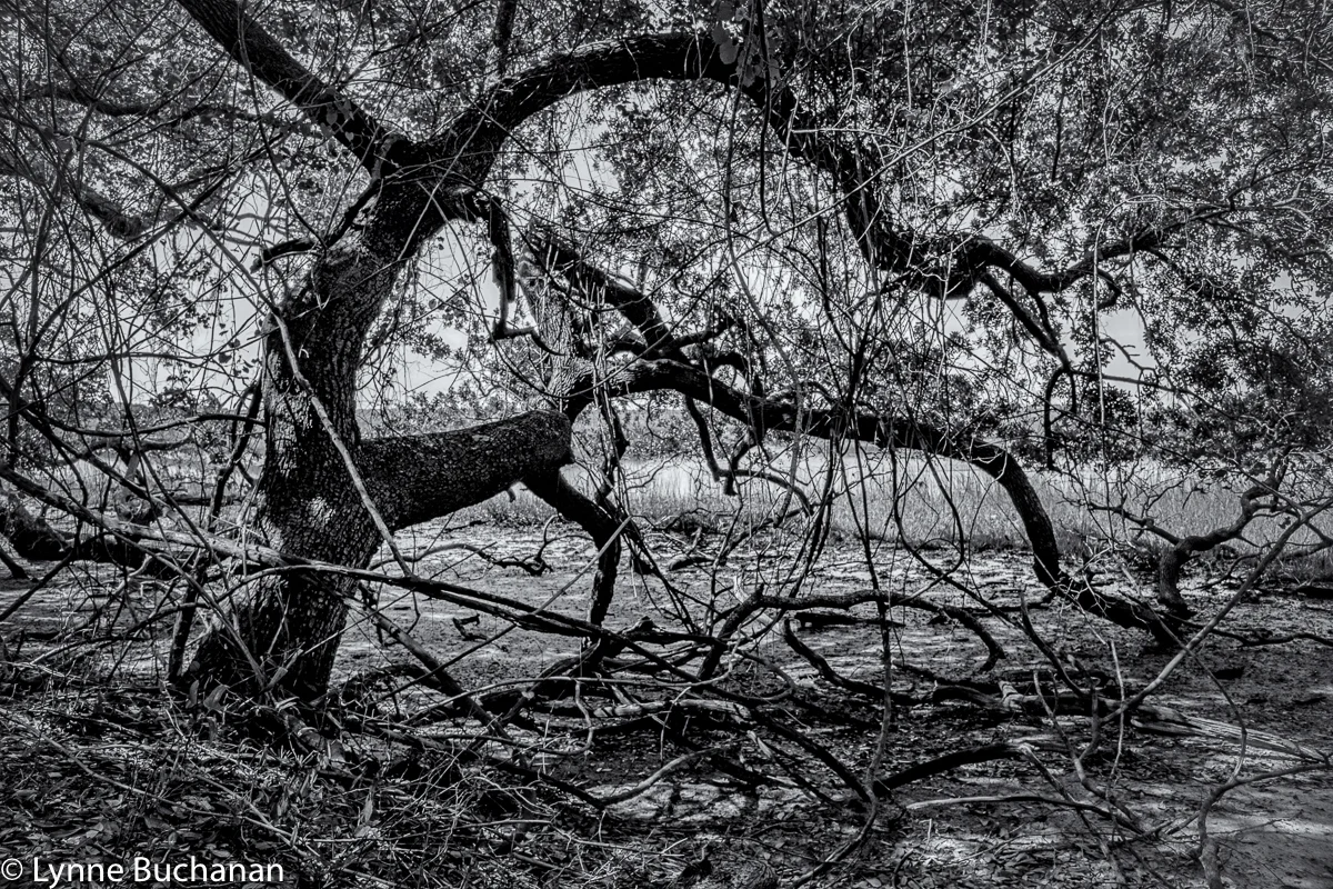 Cumberland Island Oak on the Riverbank of the St. Mary's River