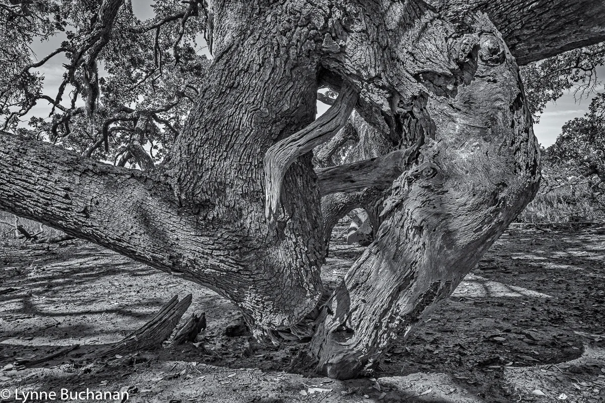 Cumberland Island Fallen Oak 