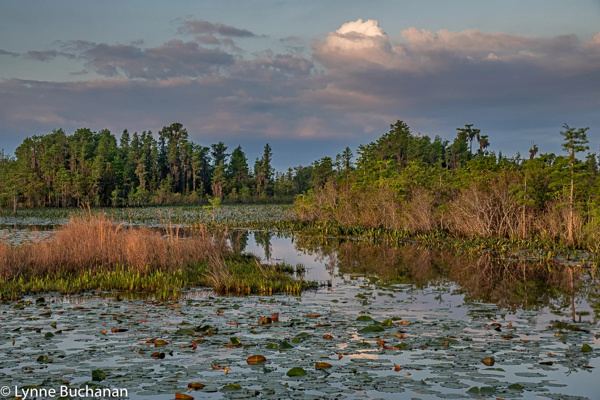 Okefenokee Swamp Layers of Life