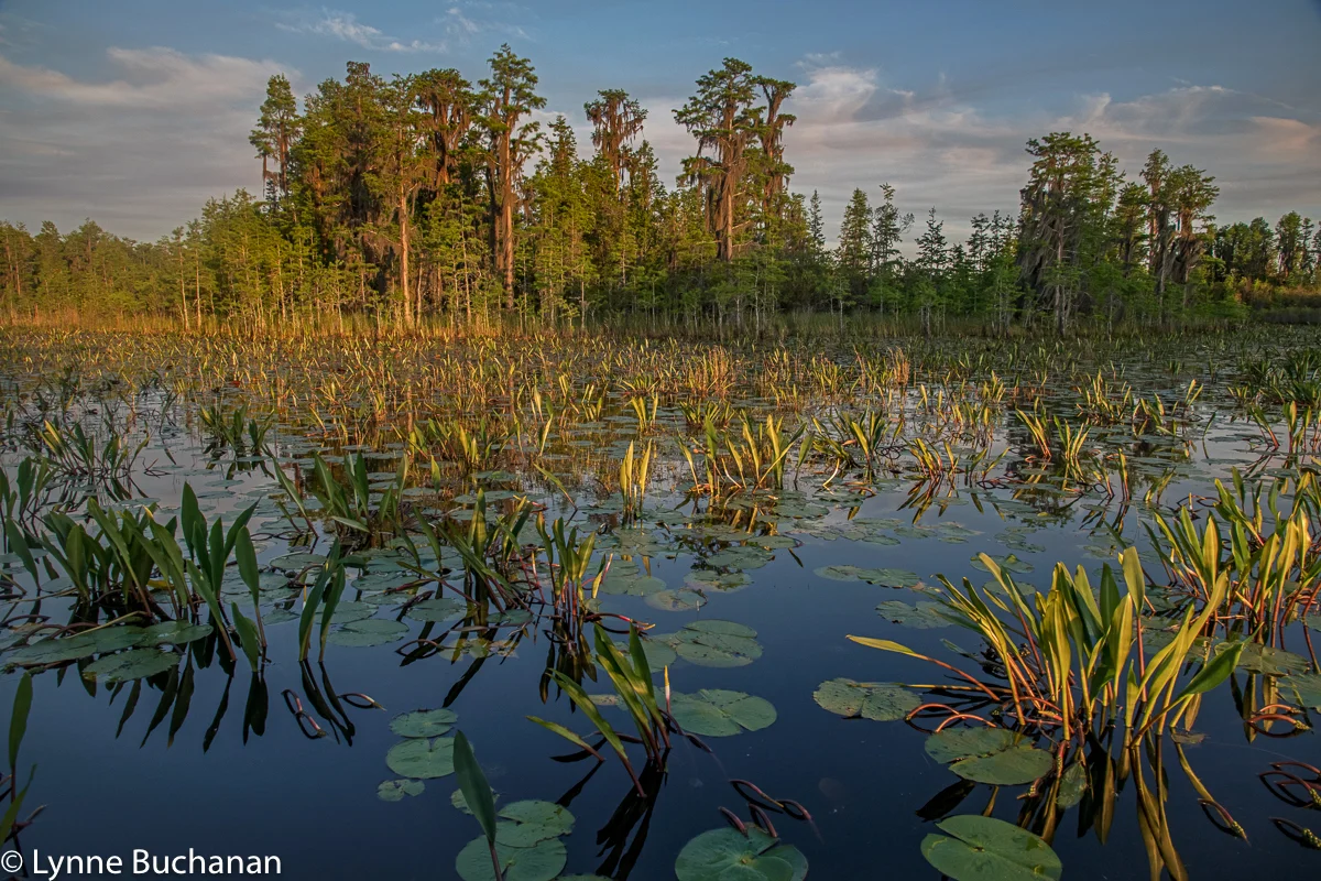 Okefenokee Swamp ins Crosslight with Cypress, Never Wet Plants and Lily Pads